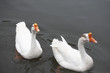 white goose swimming in lake white goose swimming in lake