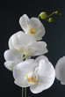 Orchidées, 2010