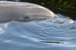 USA, Dolphin