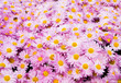 pink chrysanthemum flowers