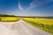 Weg im Rapsfeld