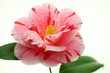 Camellia japonica 'Hatsuseyama'