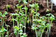 plant shoots.