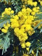 Mimosa in fiore