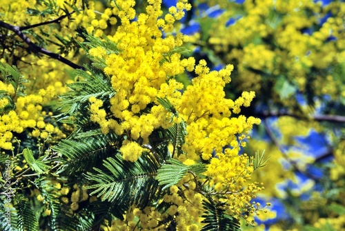Mimosa in fiore