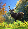 Hirsch_115813