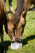 Horses sucking salt