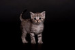 Stubentiger 2