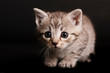 Stubentiger 3