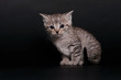Stubentiger 4