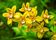 orchid