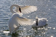 Trumpeter Swan