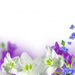 flowers