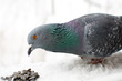 Foto: the bird the bird