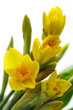 Narcissus