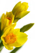 Narcissus