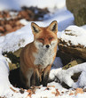 Fuchs