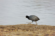 Eurasian Coot (Fulica atra)