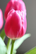 Tulpe 12 Tulpe 12