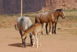 Cavalli in West USA