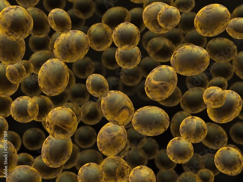 Photo: Bakers yeast Bakers yeast