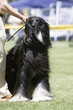 Afghane, Windhund, bei der Ausstellung