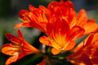 Amaryllis