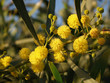 Details of mimosa with yellow flowers