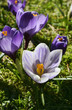 Violet spring crocuses