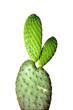 Kaktus
