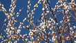 Video: weidenkätzchen vor blauem himmel weidenkätzchen vor blauem himmel