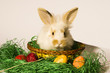 Osterhase