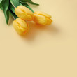 Yellow tulips