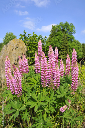 Fleurs roses de lupin Fleurs roses de lupin