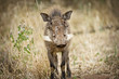 African Warthog