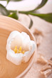 Schale mit Blüte