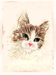 vintage portrait of the cat