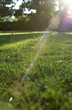 Grünes Gras auf einer Wiese im Gegenlicht Grünes Gras auf einer Wiese im Gegenlicht