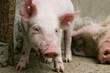 Staring Pink  Pig