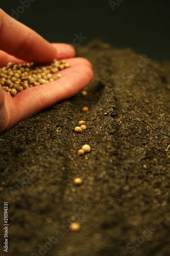 Photo: Planting Cilantro Seeds Planting Cilantro Seeds