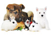 rabbit, dog, cat and parrot rabbit, dog, cat and parrot