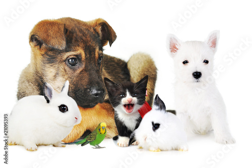 Photo: rabbit, dog, cat and parrot rabbit, dog, cat and parrot