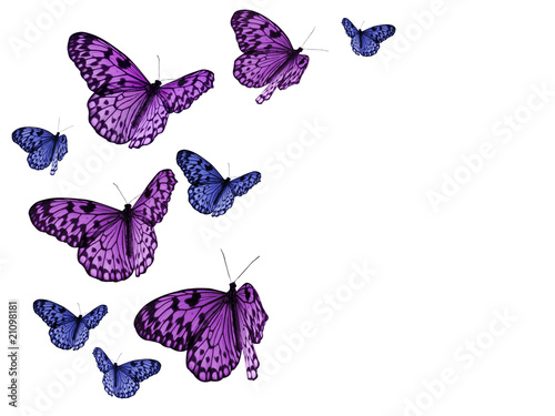 Photo: colorful butterflies on white background with clipping paths colorful butterflies on white background with clipping paths