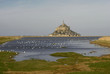 Les oiseaux du Mont St Michel