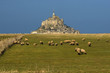 Pré-salé du mont St Michel