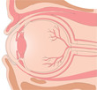 Human eye