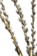 willow twig