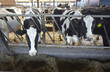 cow farm agriculture bovine milk