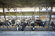 cow farm agriculture bovine milk