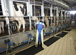 cow farm agriculture milk automatic milking system
